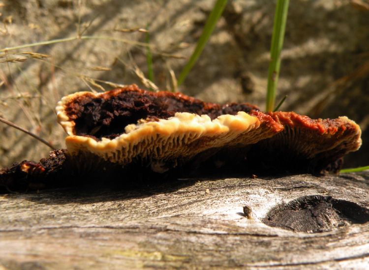 Dal Trentino: Gloeophyllum sp? (Gloeophyllum abietinum)